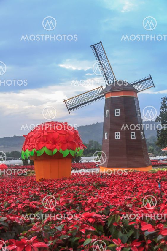 Red Poinsettia and Wind turbine