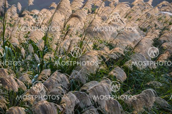Sunlit japanese grass