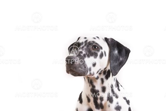 One Headshot of young dotted Dalmatian puppy