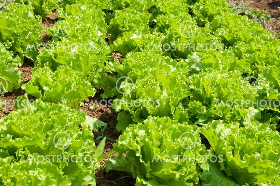 Lettuce