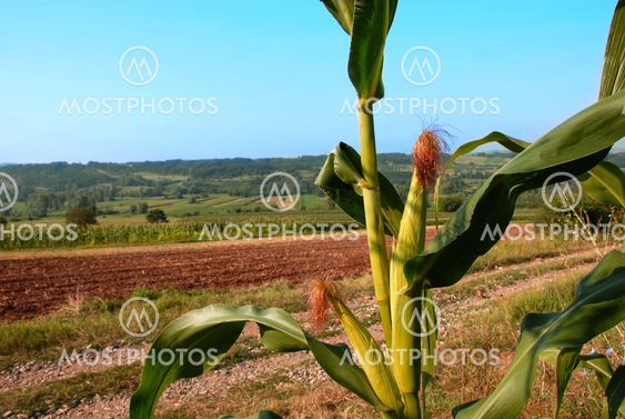 Rural landscape Serbia