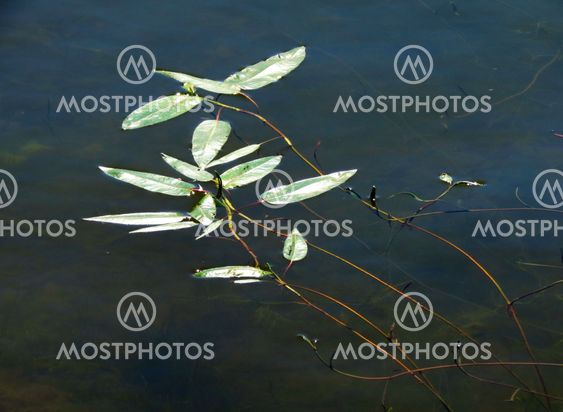 Водные растения