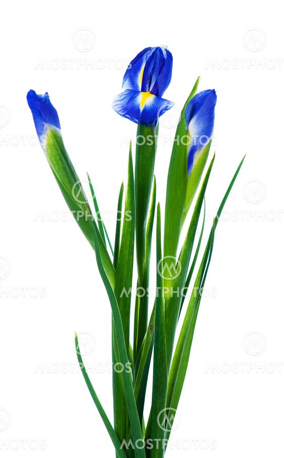 Three spring irises
