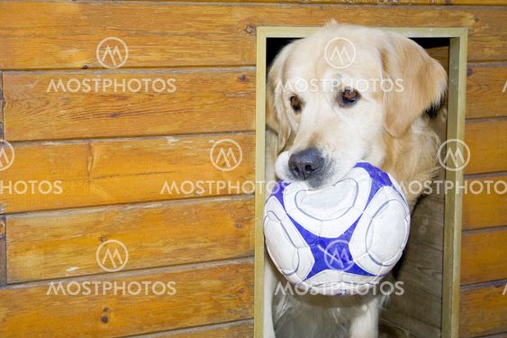 dog wants to play