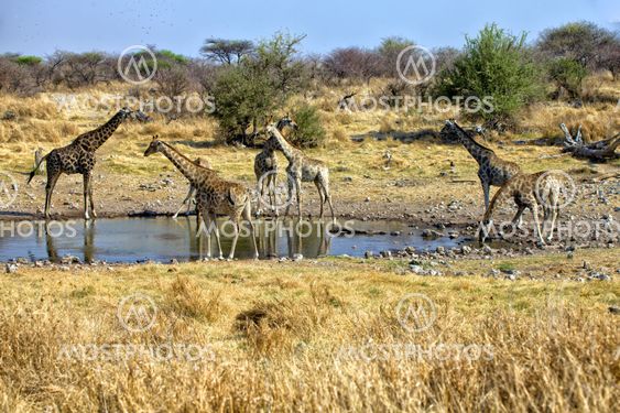 a group of giraffe near a waterhole in etosha national park namibia africa
