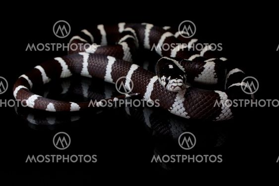 snake eater