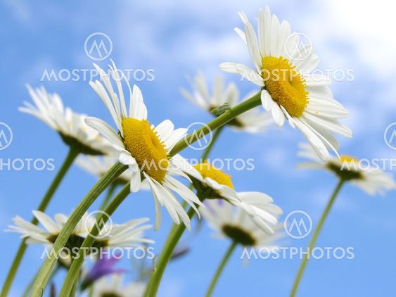 wild daisies