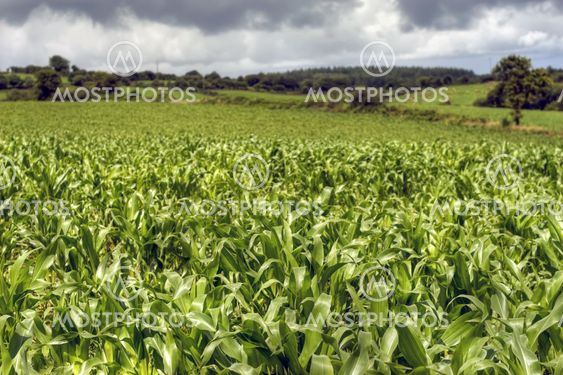 corn culture hdr