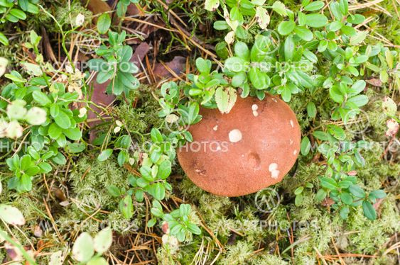 Orange-cup mushroom (Leccinum Aurantiacum) overlook view