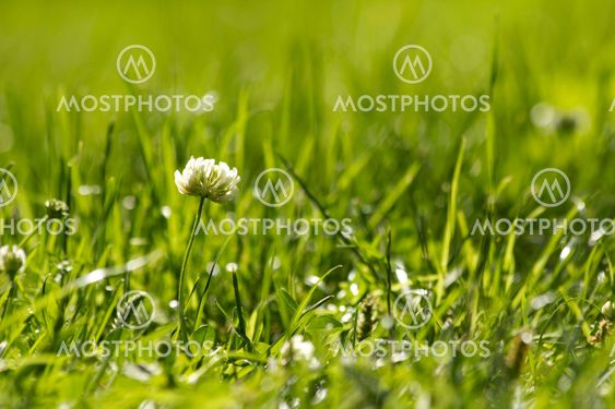 Summer Clover