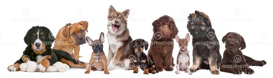 large group of puppies