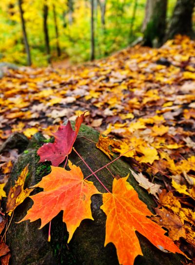 Fall leaves in forest