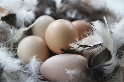 Eggs and feathers