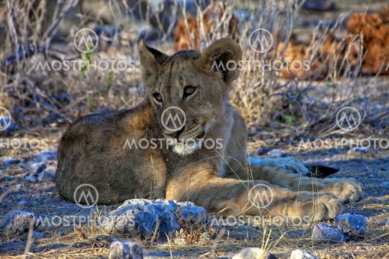 a very young lion cub at etosha national park namibia africa