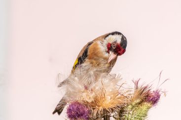 European goldfinch, feeding on the seeds of thistles....