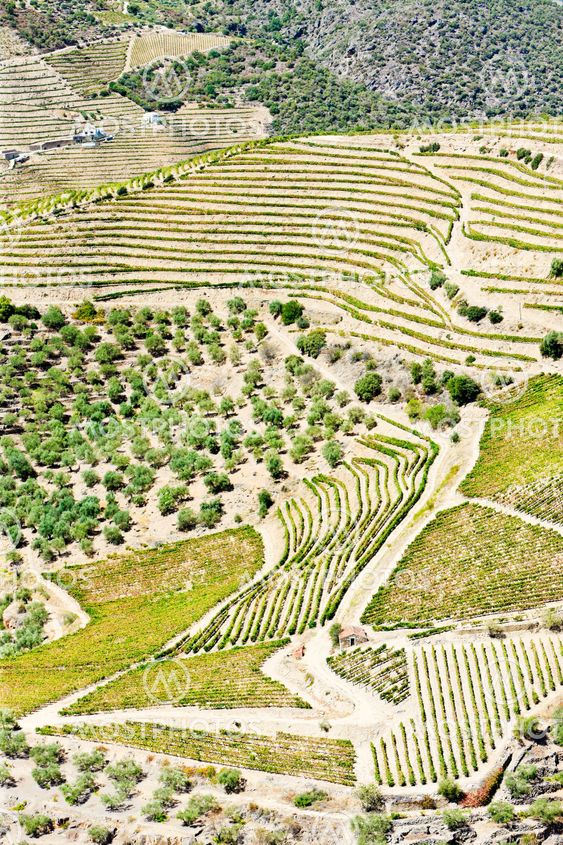 vineyars in Douro Valley, Portugal