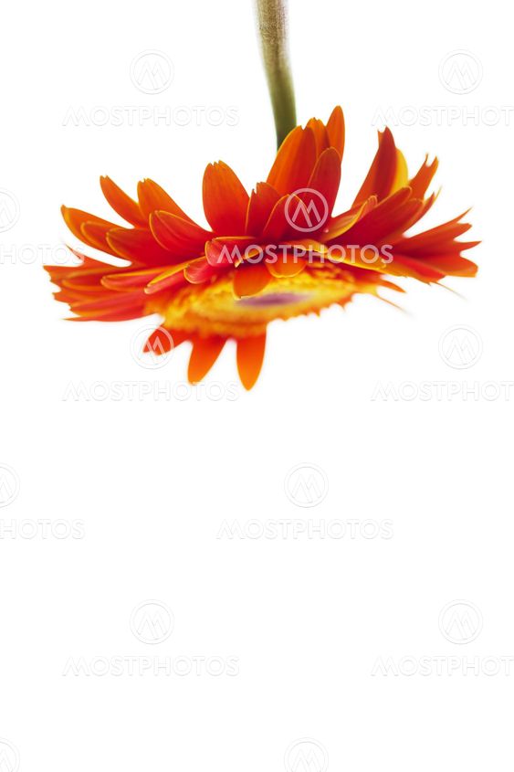 Orange gerbera upside down