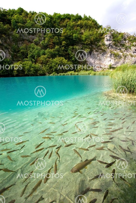 Fishes in the lake
