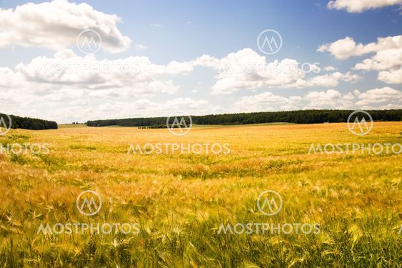 Barley field