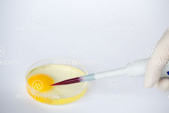 Cloning from an egg