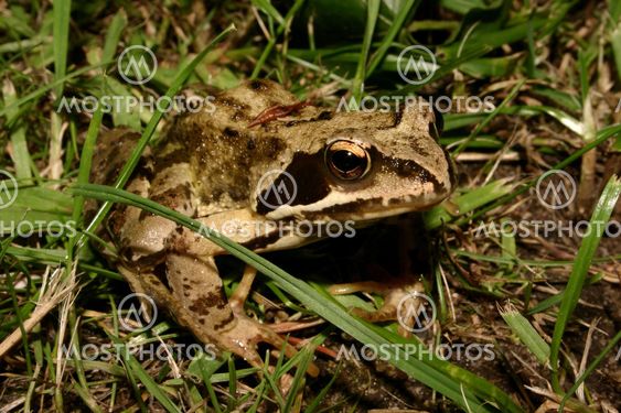 Common Frog (Rana temporaria)