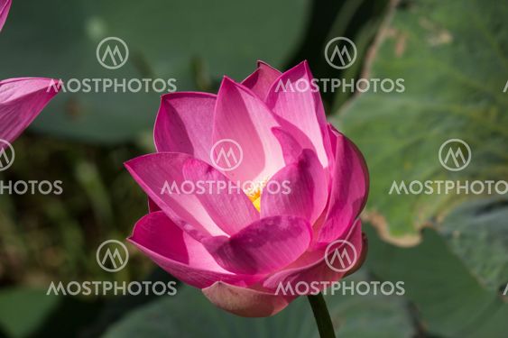 pink lotus
