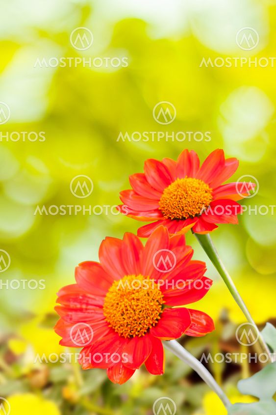 Mexican Sunflower Weed