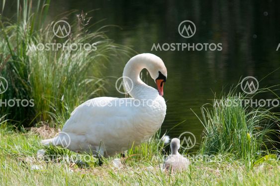 Swan with babies