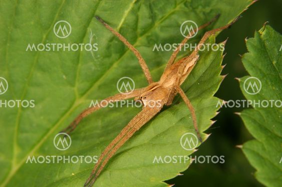 Nursery web spider (Pisaura mirabilis)
