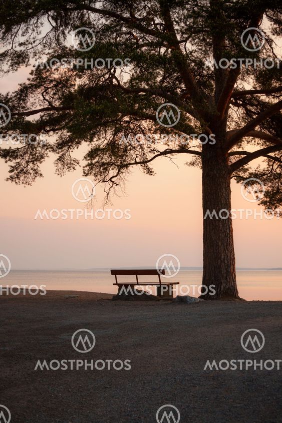 Bench and tree silhouette viewing to serene lake
