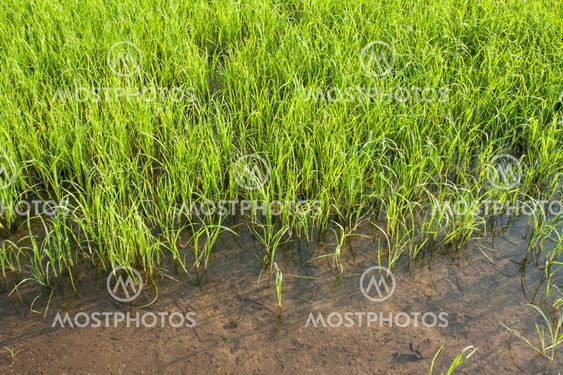 Seedlings of rice growing in paddy fields with water