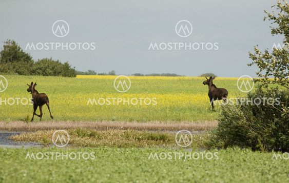 Young Bull Moose