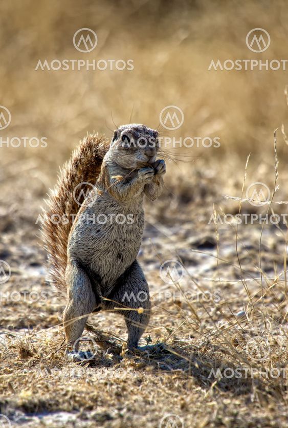 a ground squirrel in etosha national park