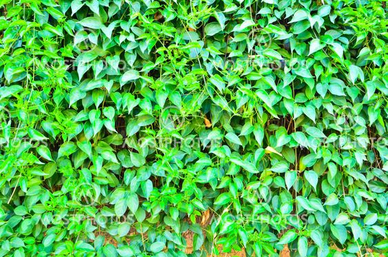 Green leaf wall close up