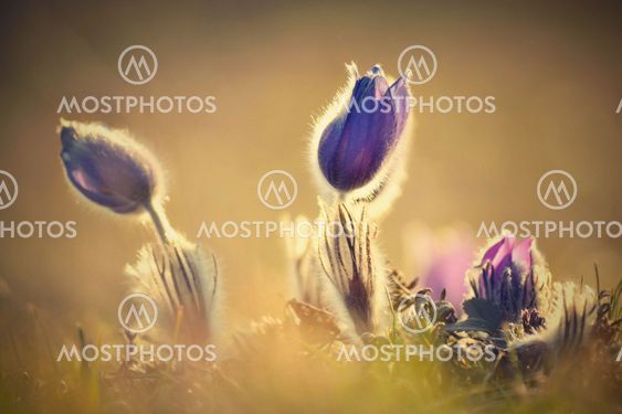 Pasque Flower blooming on spring meadow at the sunset -...