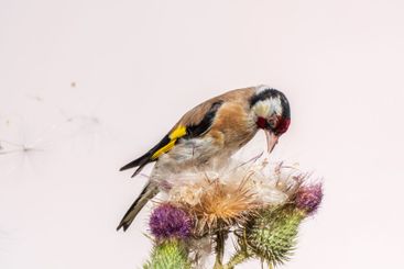 European goldfinch, feeding on the seeds of thistles....