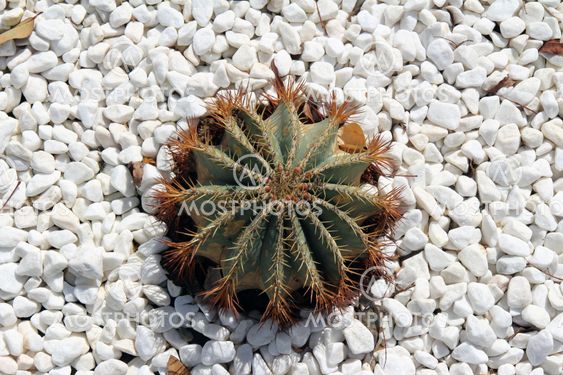 Cactus plant