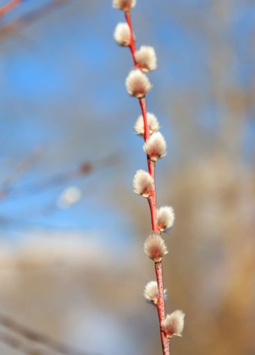 Pussy willow branch at early spring
