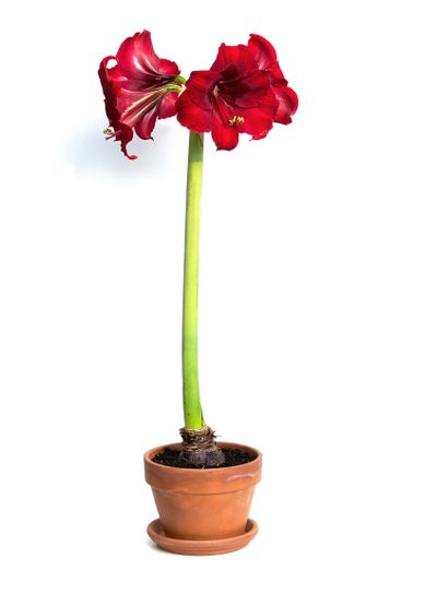 Amaryllis Red Lion on white background.