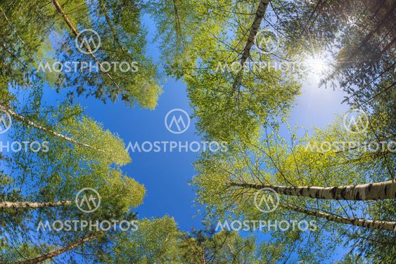 Tree tops against blue sky