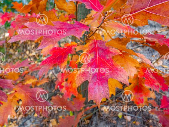 Red autumn oak tree leaves.