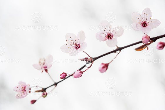 Branch of blooming cherry