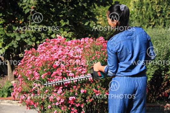hedge-cutter