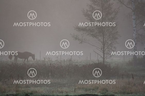 Morgonljus i hagen