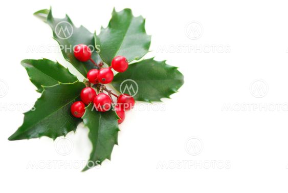 Christmas Holly