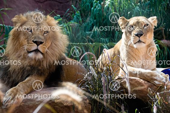 Lion and Lioness