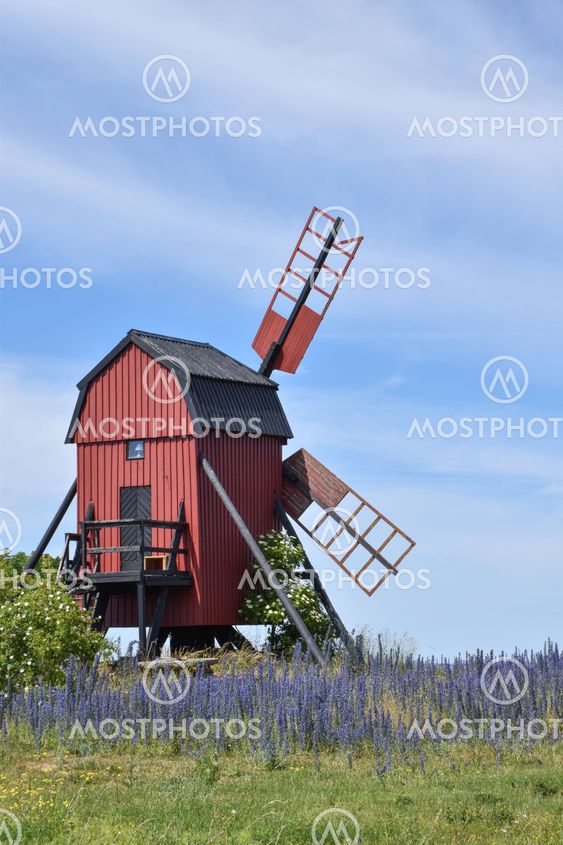 Blåelden blommar vid en öländsk väderkvarn