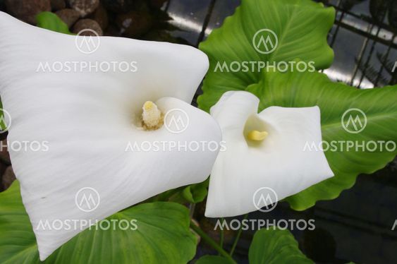 calla lilies over dark water
