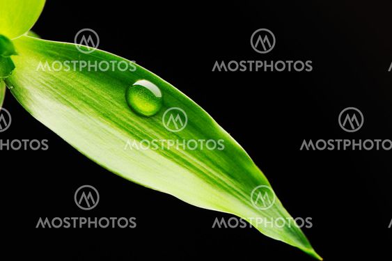Water drop on leaf