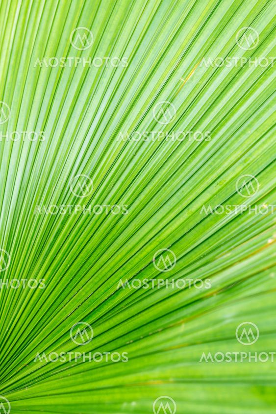 Green leaf of a palm tree.